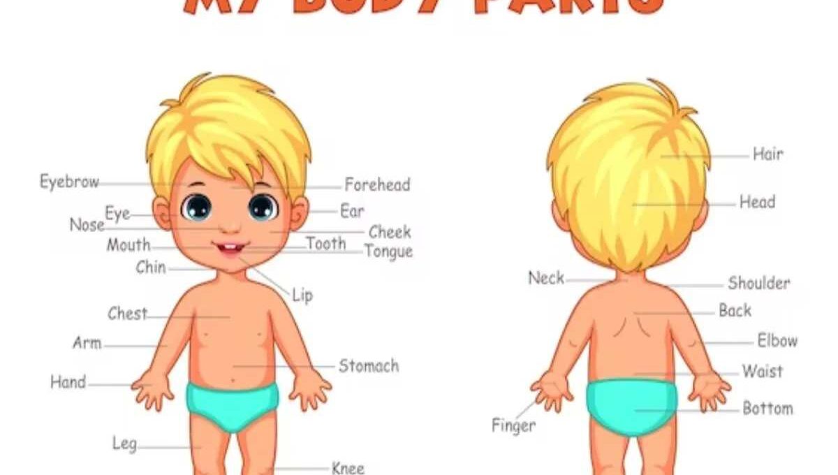 Human Body Parts Pictures with Names